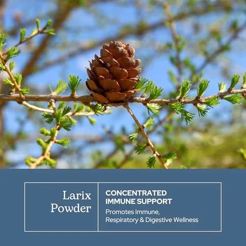 ECLECTIC INSTITUTE Organic Larix Powder 3 oz | Immune + Gut Support for Adults & Kids thumbnail 3