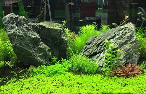 Seachem Flourish Tabs 10 ct | Aquarium Plant Fertilizer for Healthy Growth thumbnail 4