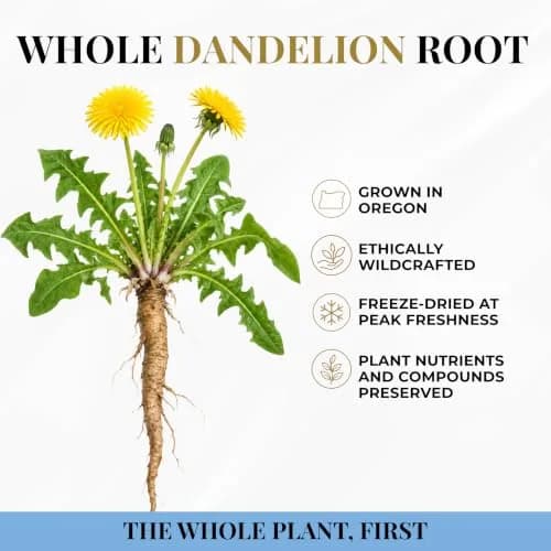 ECLECTIC INSTITUTE Dandelion Root Capsules 90 CT | Liver Detox & Digestive Support thumbnail 5