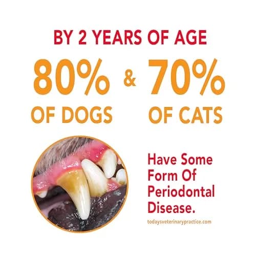 Petrodex Enzymatic Dog Toothpaste Poultry Flavor 75ml (2.5oz) | Controls Plaque & Fights Bad Breath thumbnail 4