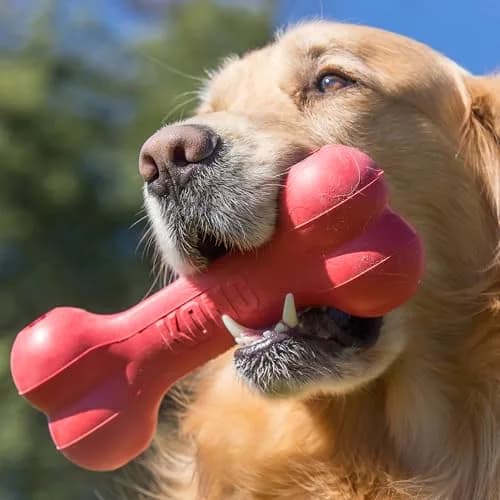 KONG Goodie Bone Natural Rubber Treat-Dispensing Dog Toy Medium | Durable Chew Toy for Dogs thumbnail 2