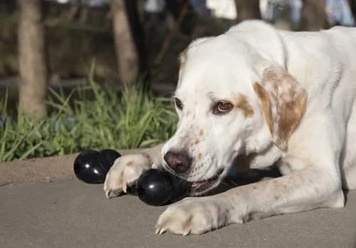 KONG Extreme Goodie Bone | Durable Natural Rubber Chew Toy for Medium Dogs thumbnail 2