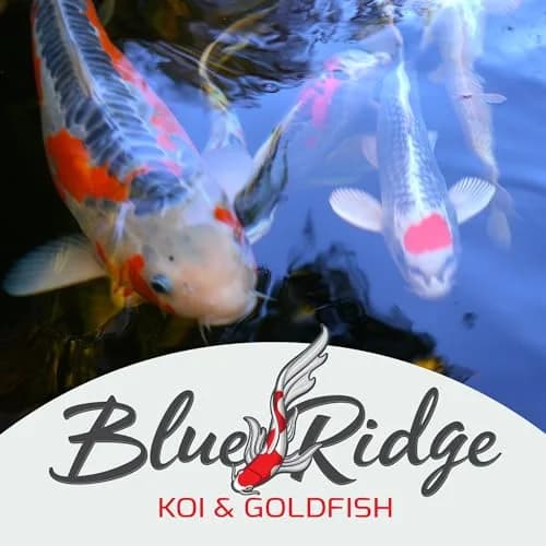 Blue Ridge Koi Fish Food 2lb - Mini Growth Formula Floating Pellets | Premium Koi & Goldfish Food for Ponds thumbnail 9