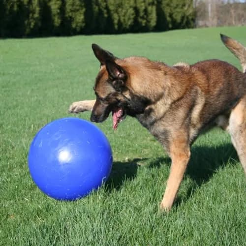 Jolly Pets Push-n-Play Ball Dog Toy 6 Inches Medium Blue | Durable Floating Fetch Toy for Energetic Dogs thumbnail 8
