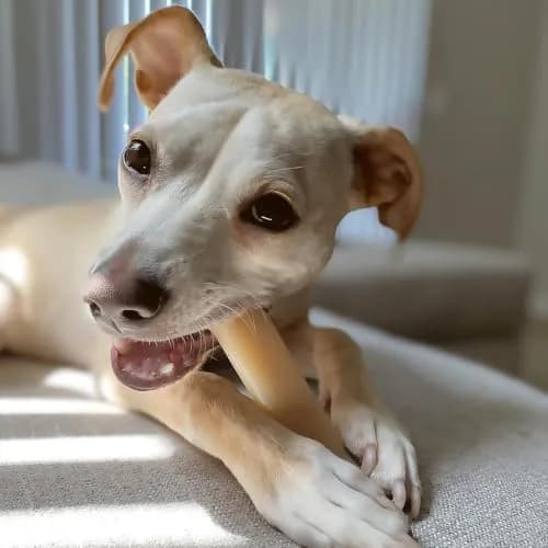 Nylabone Power Chew Original Bone Dog Chew Toy, Medium, 47g (1.66 oz) | Durable Nylon for Aggressive Chewers thumbnail 2