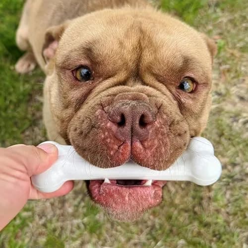Nylabone Power Chew Original Bone Dog Chew Toy, Chicken Flavor, Small | Durable Chew Toy for Small Dogs Up to 25 lbs thumbnail 7