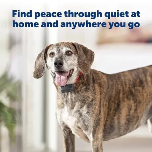 PetSafe Basic Bark Control Collar Adjustable | Safe, Waterproof, 6 Correction Levels thumbnail 4