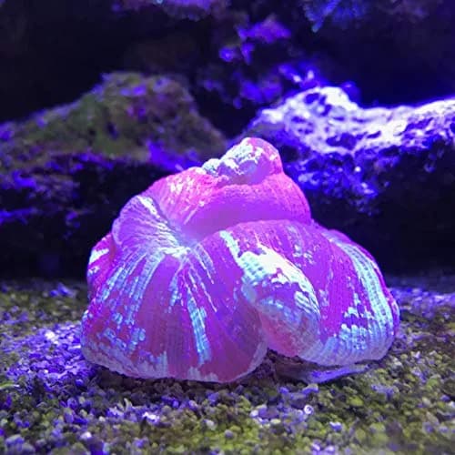 Seachem Reef Buffer 250 g / 8.8 oz | Raises pH to 8.3 & stabilizes reef systems thumbnail 5