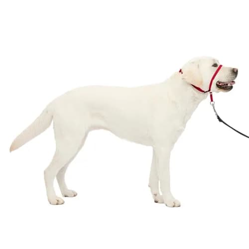 PetSafe Gentle Leader Headcollar No-Pull Dog Collar, Large Red | Helps Improve Walks thumbnail 1