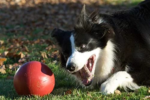 Jolly Pets Push-n-Play Ball Dog Toy 6 Inches/Medium Red | Durable Floating Fetch Toy for Medium Dogs thumbnail 2