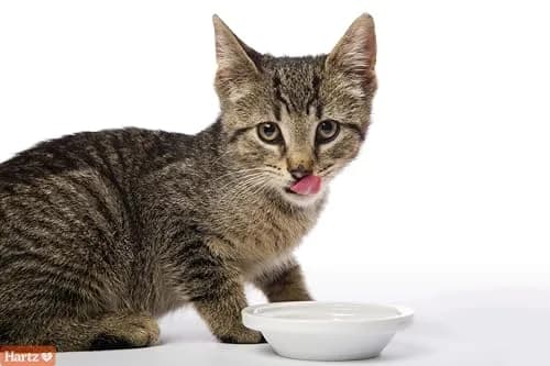 Hartz Hairball Remedy Plus Salmon Paste for Cats & Kittens 74ml (2.5 Oz) | Aids Hairball Passage & Prevention thumbnail 3