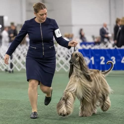 Resco Cordo-Hyde Dog Show Lead for Conformation, Wide (3/8") | Professional Show Ring Accessory thumbnail 3