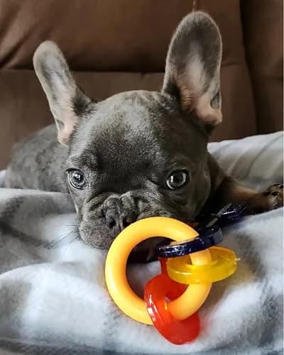 Nylabone Puppy Chew Teething Keys Dog Chew Toy, Bacon Flavor, X-Small | Soothes Gums, Cleans Teeth thumbnail 2