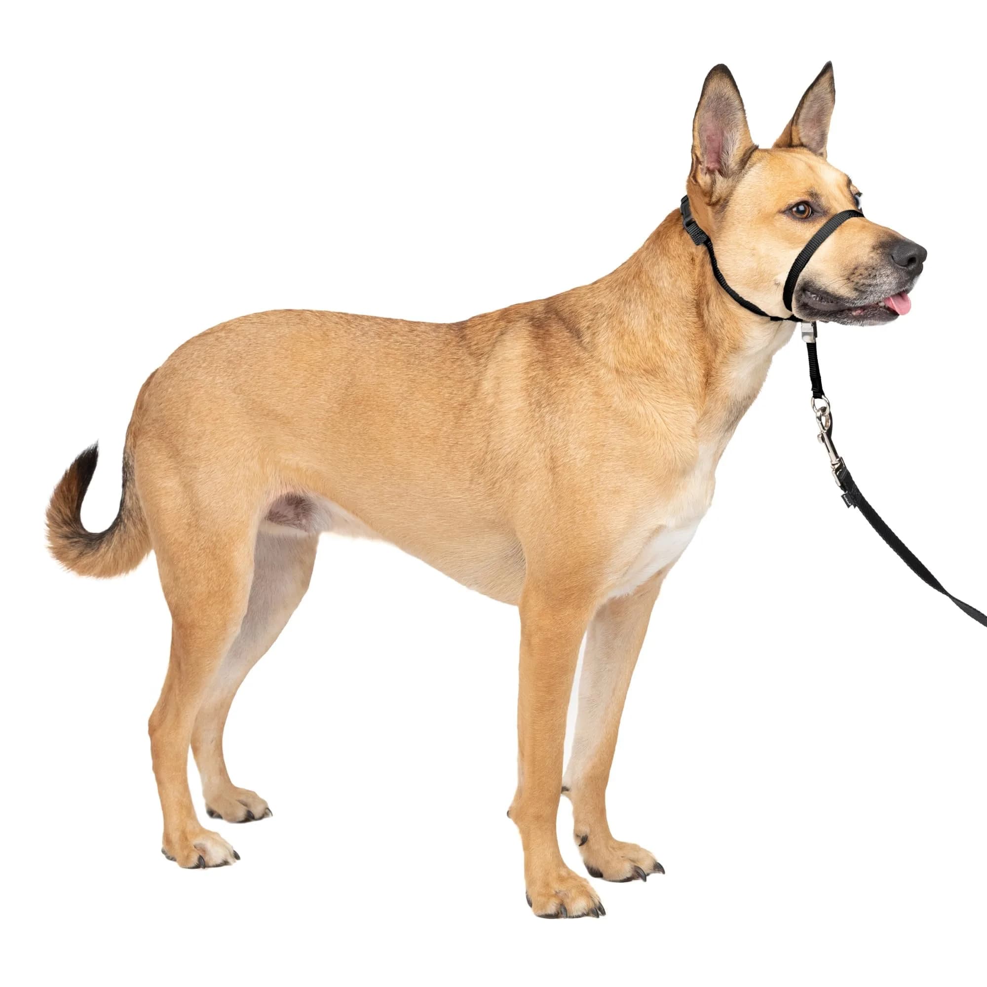 PetSafe Gentle Leader No Pull Dog Headcollar, Black, Medium | Veterinary-Designed Dog Training Aid - main product image