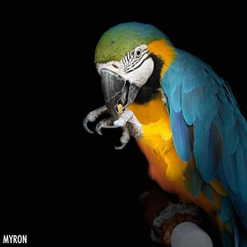 Harrison's Bird Foods Adult Lifetime Coarse 5lb | Certified Organic Non-GMO Bird Food for Medium & Large Parrots thumbnail 8