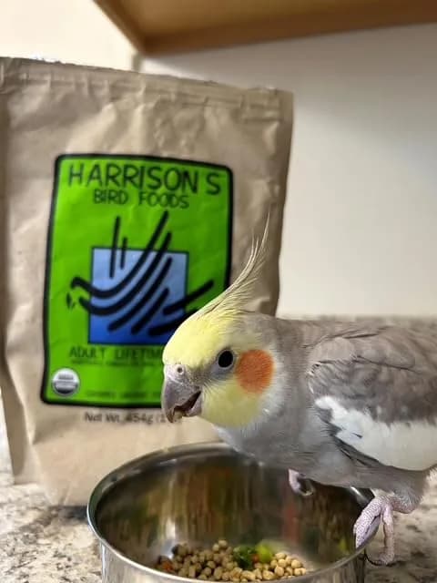 Harrison's Bird Foods Adult Lifetime Fine Certified Organic Non-GMO Formula Bird Food 454g (1lb) | Year-Round Maintenance Nutrition thumbnail 3