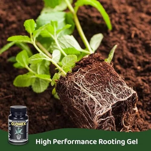 Clonex Rooting Gel 250ml (8.45 Fl Oz) | Promotes Root Initiation & Development for Plant Cuttings thumbnail 4
