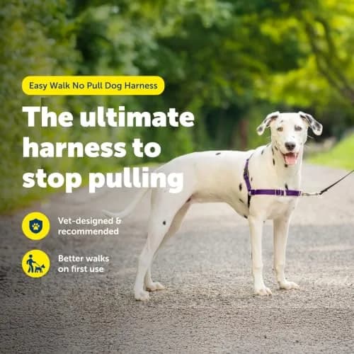 PetSafe Easy Walk Harness, No Pull Dog Harness, Black, Medium/Large | Lightweight, Breathable & Durable thumbnail 2