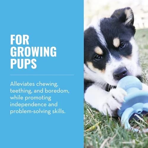 KONG Puppy Binkie Small | Natural Rubber Teething Toy for Puppies thumbnail 2