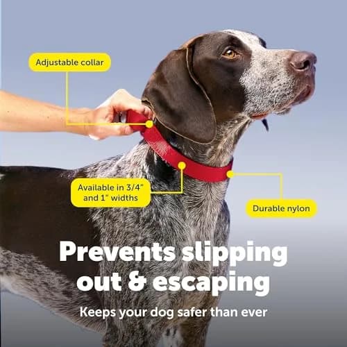PetSafe Martingale Dog Collar Royal Blue 1.9cm (3/4 in) | Prevents Escape & Offers Control thumbnail 4
