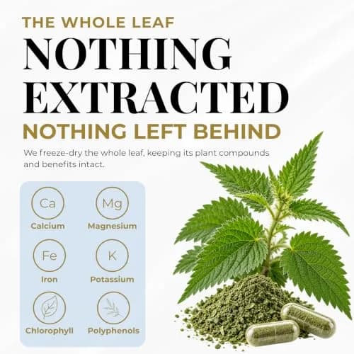 ECLECTIC INSTITUTE Nettle Leaf Capsules 90 CT | Sinus & Immune Support, Vegan, Non-GMO thumbnail 4