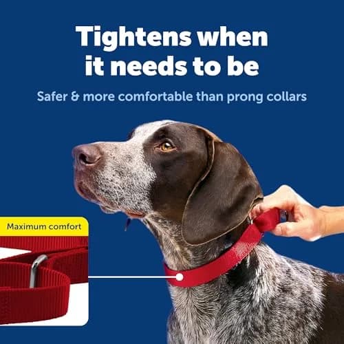 PetSafe Martingale Dog Collar, Red, 3/4 in, Small | Safe, Durable Nylon, Vet & Trainer Recommended thumbnail 3