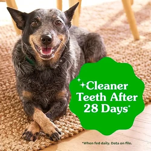 Greenies Petite Natural Dental Dog Treats, Original Flavor, 20 Count | Supports Plaque & Tartar, Fresh Breath (100-120c) thumbnail 4