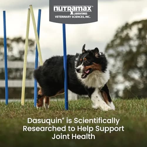 Nutramax Dasuquin MSM Joint Supplement for Large Dogs, 150 Chewable Tablets | Vet Recommended Canine Mobility Support thumbnail 2