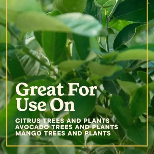 Miracle-Gro Shake 'N Feed Citrus, Avocado, Mango Plant Food | Fertilizer for In-Ground & Container Plants, 4.5 lbs thumbnail 9