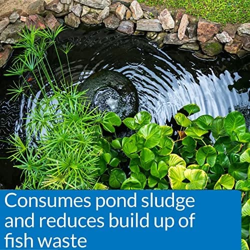 API Pond-Zyme Sludge Destroyer 16 oz | Natural Pond Bacteria for Up to 16,000 Gallons thumbnail 3