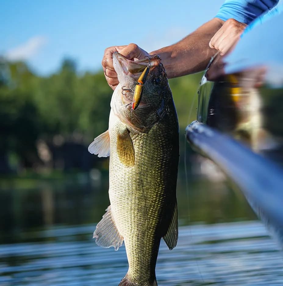 Rapala Jointed Minnow Lure 5-1/4" Firetiger | Wide Swimming Action for Bass Pike Walleye thumbnail 5