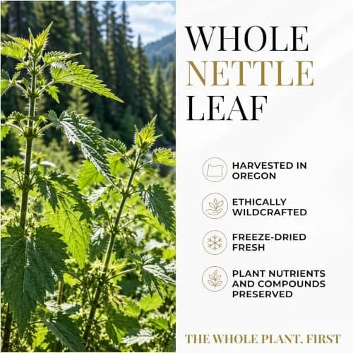 Eclectic Herb Raw Freeze-Dried Non-GMO Nettle Leaf | Supports Sinuses & Respiratory Wellness (50 Veg Caps) thumbnail 5