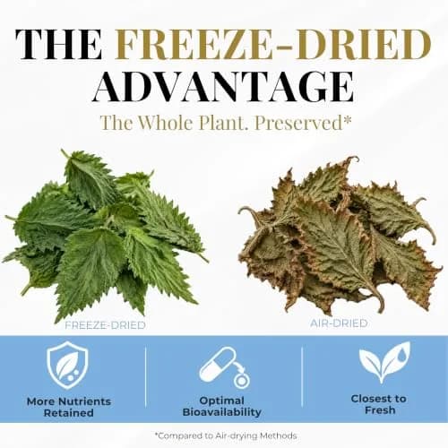 Eclectic Herb Raw Freeze-Dried Non-GMO Nettle Leaf | Supports Sinuses & Respiratory Wellness (50 Veg Caps) thumbnail 2