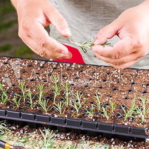 Doff Hormone Rooting Powder Plant & Cuttings 75g | Promotes Strong Roots All Year thumbnail 4