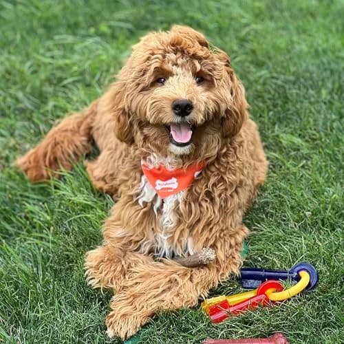 Nylabone Puppy Chew Teething Keys Dog Chew Toy, Bacon Flavor, Medium | Soothes Gums & Cleans Teeth thumbnail 2