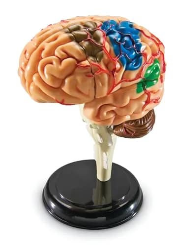 Learning Resources 31-Piece Human Anatomy Brain Model | 9.35 x 6.71 x 2.24 inches (23.7 x 17.0 x 5.7 cm) thumbnail 3
