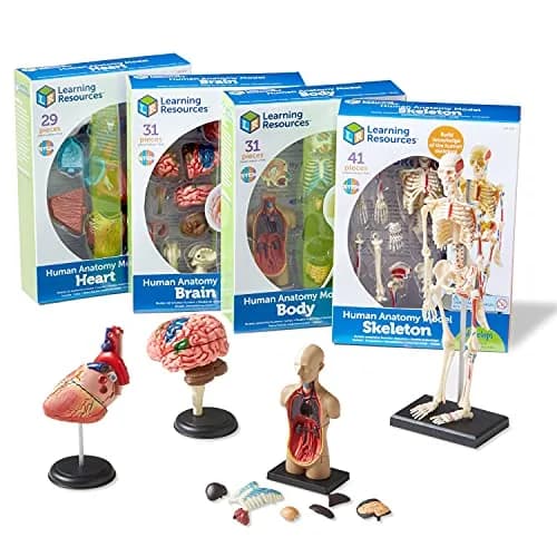 Learning Resources Anatomy Models Bundle Set - Heart, Brain, Body, Skeleton - Multicolor thumbnail 1