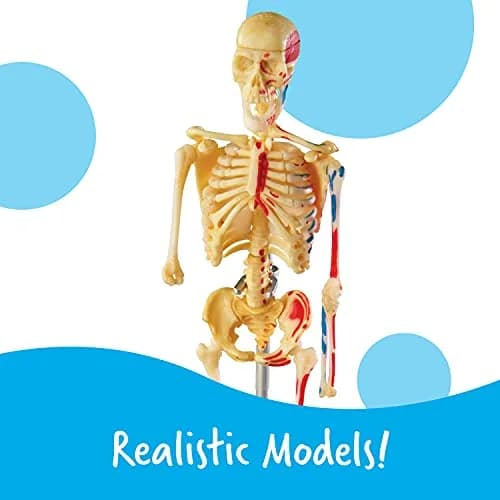 Learning Resources Anatomy Models Bundle Set - Heart, Brain, Body, Skeleton - Multicolor thumbnail 4