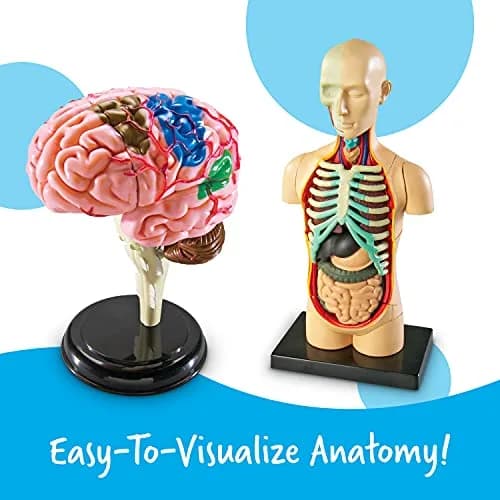 Learning Resources Anatomy Models Bundle Set - Heart, Brain, Body, Skeleton - Multicolor thumbnail 2