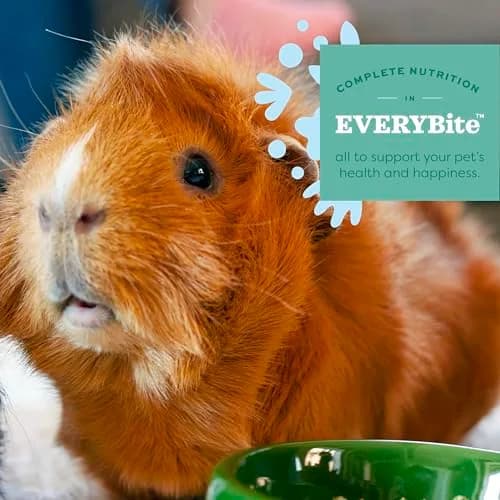 Oxbow Essentials Young Guinea Pig Food Pellets 4.54 kg (10 lb) | High Fiber Alfalfa Hay Formula for Growth & Digestion thumbnail 5