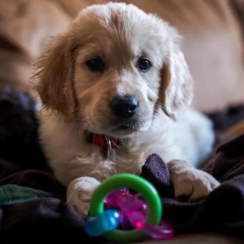 Nylabone Puppy Pacifier Chew Toy, Teething Toy for Puppies up to 25 lbs | Bacon Flavored, Soft Material, Textured Nubs thumbnail 7