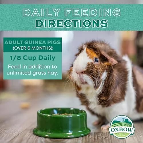 Oxbow Essentials Adult Guinea Pig Food, Timothy Hay Pellets, 4.54kg (10 lb) | Supports Digestion & Immunity thumbnail 3