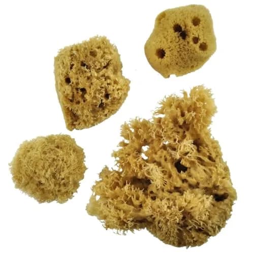 Royal & Langnickel Sea Silk Sponges Pack of 4 | Natural Decorative Painting Tool thumbnail 2
