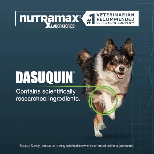 Nutramax Dasuquin Joint Supplement for Large Dogs, Soft Chews, 84ct | Supports Healthy Joints & Cartilage thumbnail 3