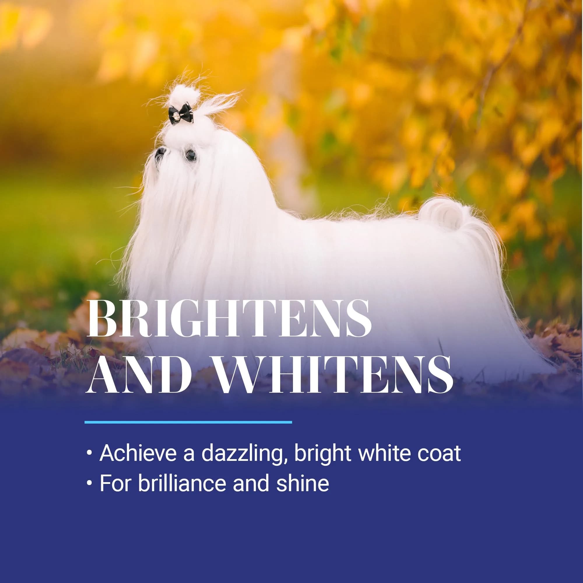 Chris Christensen White on White Whitening Dog Shampoo 473ml (16 fl oz) | Optic Intensifying Treatment for All Coats — 1 Gallon thumbnail 3