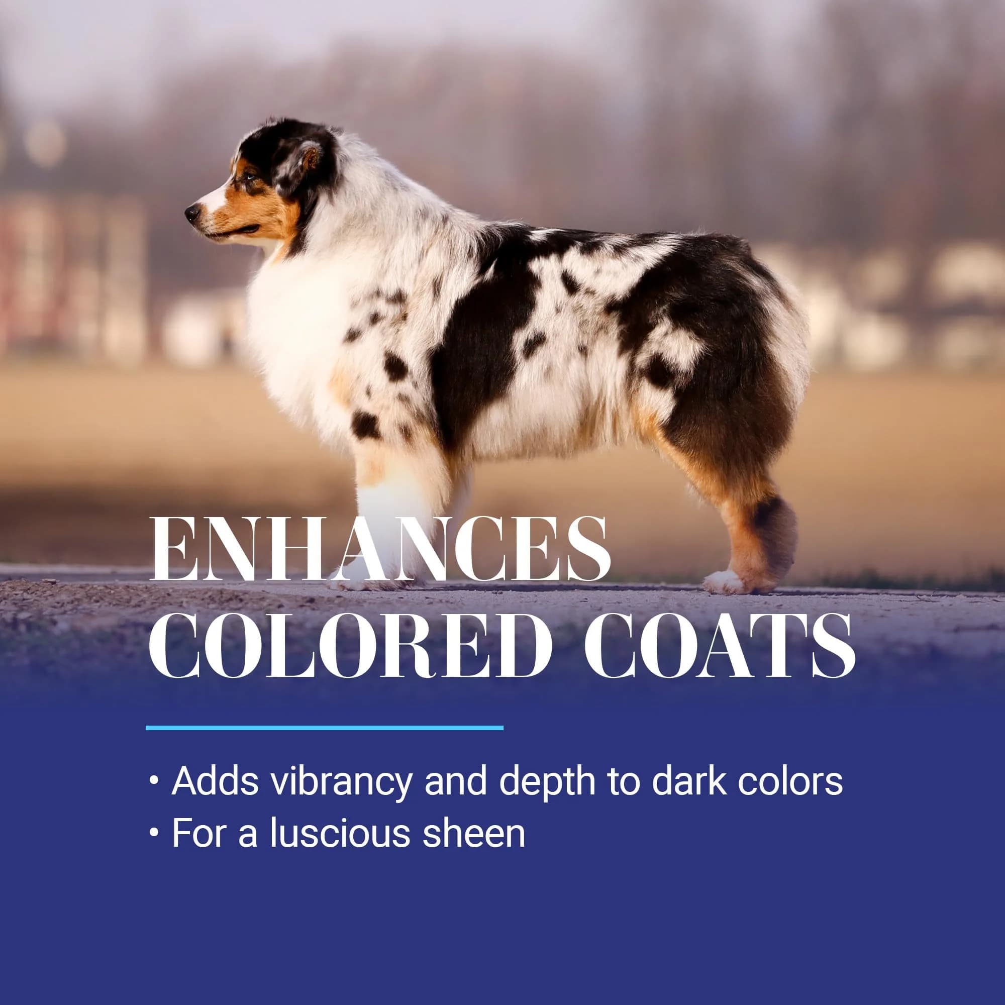 Chris Christensen White on White Whitening Dog Shampoo 473ml (16 fl oz) | Optic Intensifying Treatment for All Coats — 1 Gallon thumbnail 4