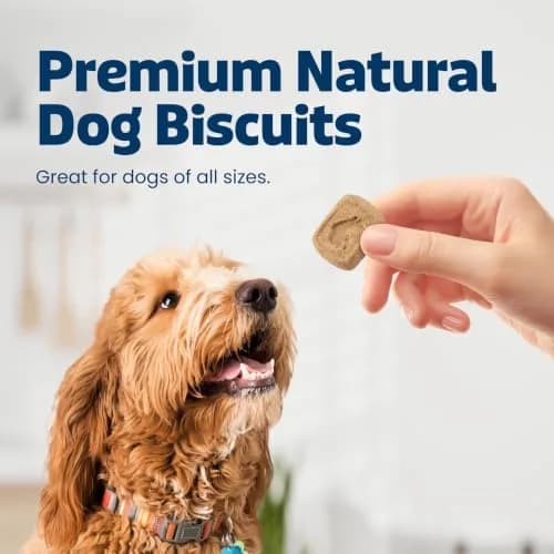 Blue Buffalo Health Bars Pumpkin & Cinnamon Dog Biscuits 454g (16 oz) | Oven-Baked Natural Dog Treats thumbnail 4