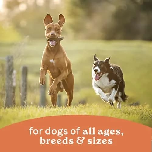 CANIDAE All Life Stages Wet Dog Food, Chicken & Rice, 13 oz, 12 Pack | Complete Nutrition for All Dogs thumbnail 4