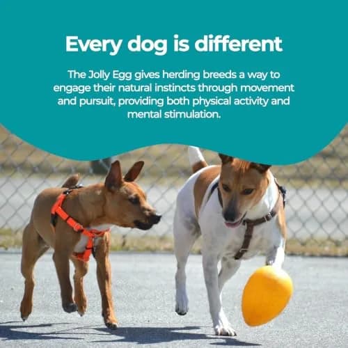 Jolly Pets Jolly Egg Herding Dog Toy, 12 inch (30.48 cm) Yellow, Large | Unpredictable Chase for Active Dogs thumbnail 5