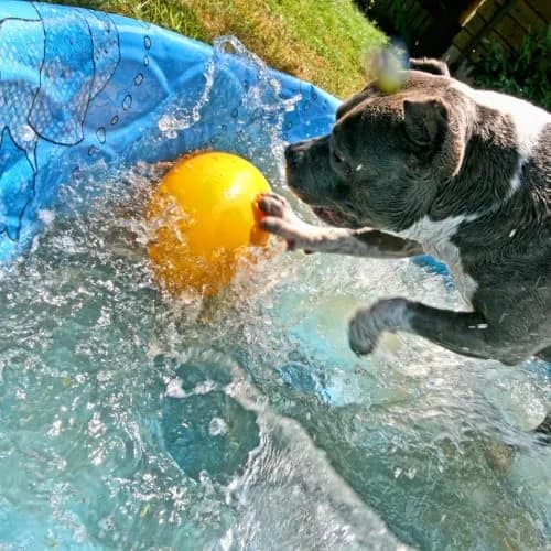 Jolly Pets Jolly Egg Herding Dog Toy, 12 inch (30.48 cm) Yellow, Large | Unpredictable Chase for Active Dogs thumbnail 8